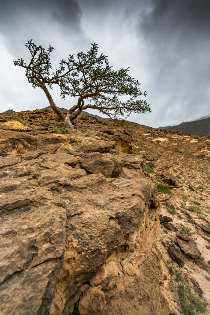 Boswali tree Frankincense Essential Oil Young Living