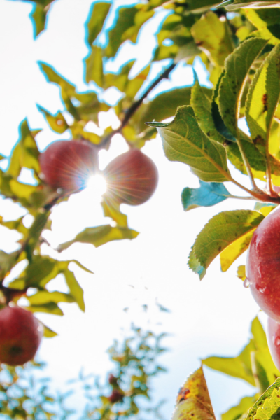 Sunlight through apple tree God's Provision Devotion Love Our Grace Filled Journey