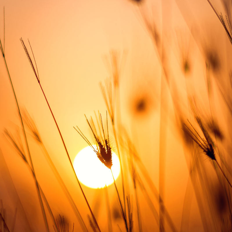 Sunset through field The Lord Spoke Our Grace Filled Journey